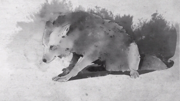 Life is Strange 2 Screenshot